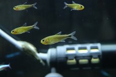 画像3: 【淡水魚】【通販】ハイフェソブリコンsp アマヤ スーパーレッド ワイルド【1匹 サンプル画像】(珍カラ)(生体)(熱帯魚)NKCK (3)