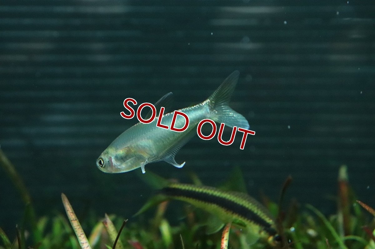 画像2: 【淡水魚】ブリオノブラマsp ペルー ワイルド【1匹 サンプル画像】(珍カラ)(生体)(熱帯魚)NKCK (2)