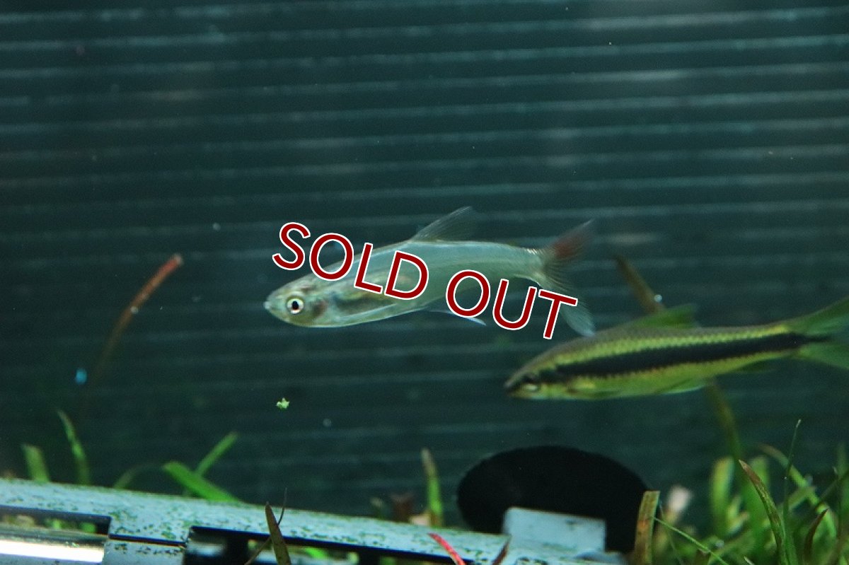 画像3: 【淡水魚】ブリオノブラマsp ペルー ワイルド【1匹 サンプル画像】(珍カラ)(生体)(熱帯魚)NKCK (3)