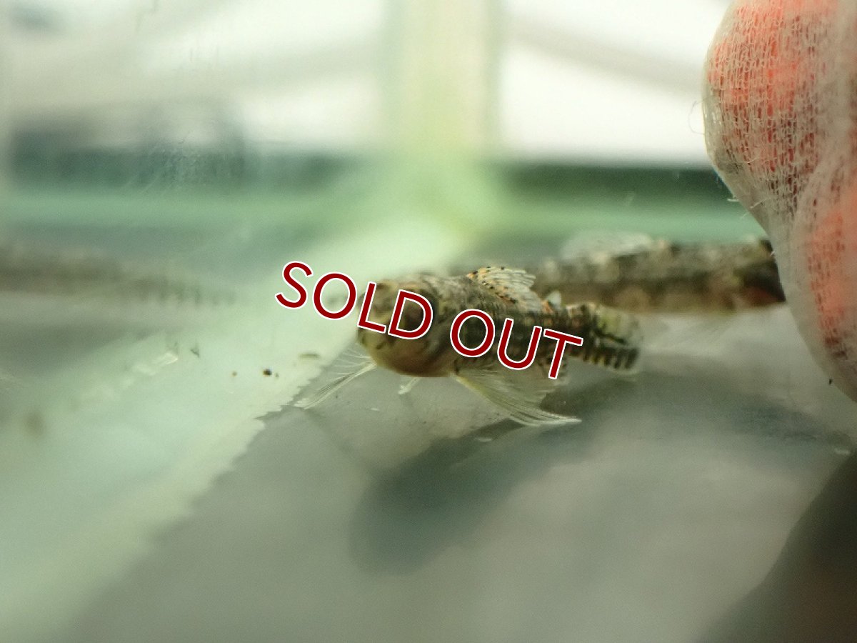 画像2: 【淡水魚】ブラウンジェットダータテトラ ワイルド【1匹 サンプル画像】(珍カラ)(生体)(熱帯魚)NKCK (2)