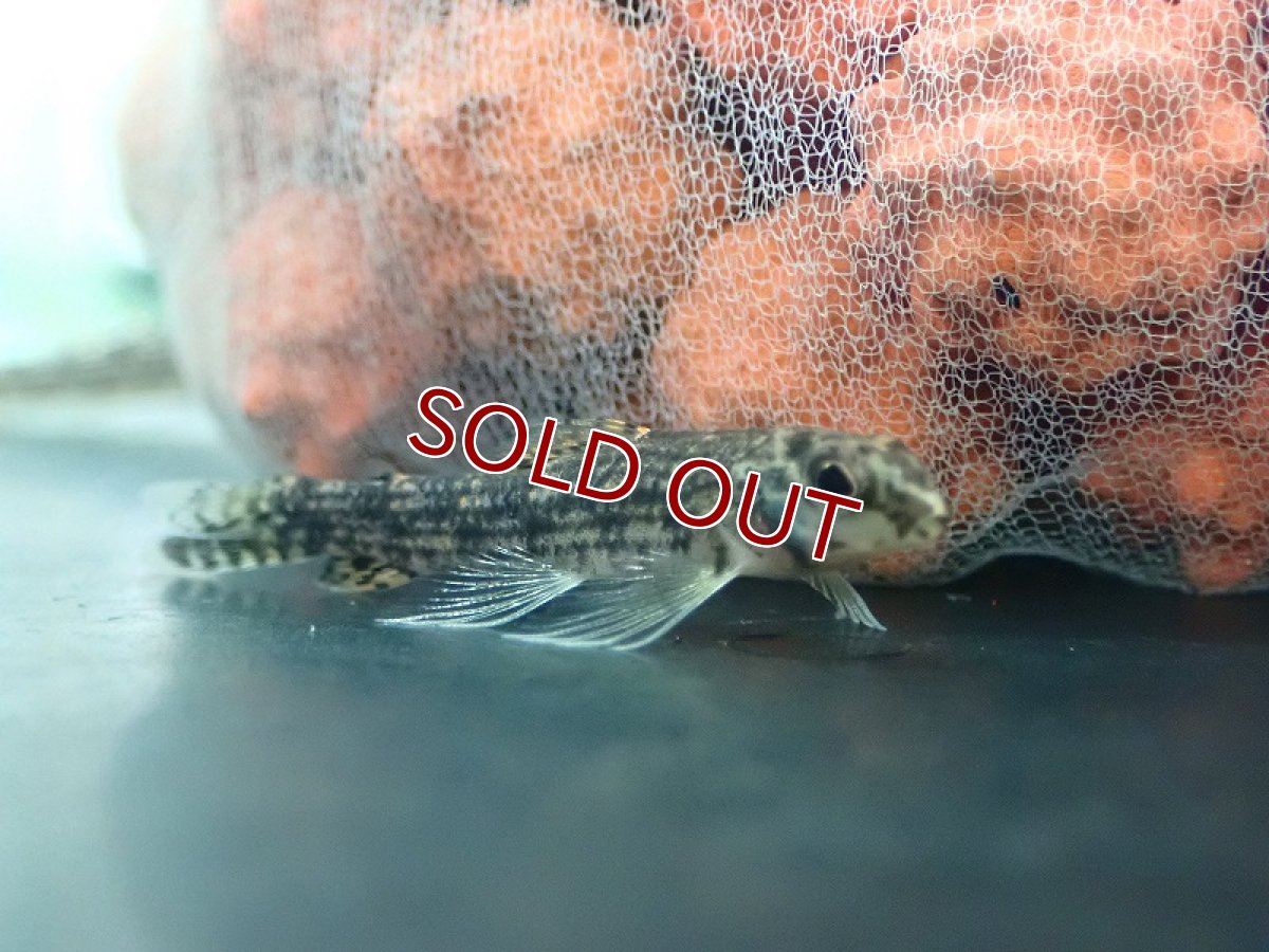 画像3: 【淡水魚】ブラウンジェットダータテトラ ワイルド【1匹 サンプル画像】(珍カラ)(生体)(熱帯魚)NKCK (3)