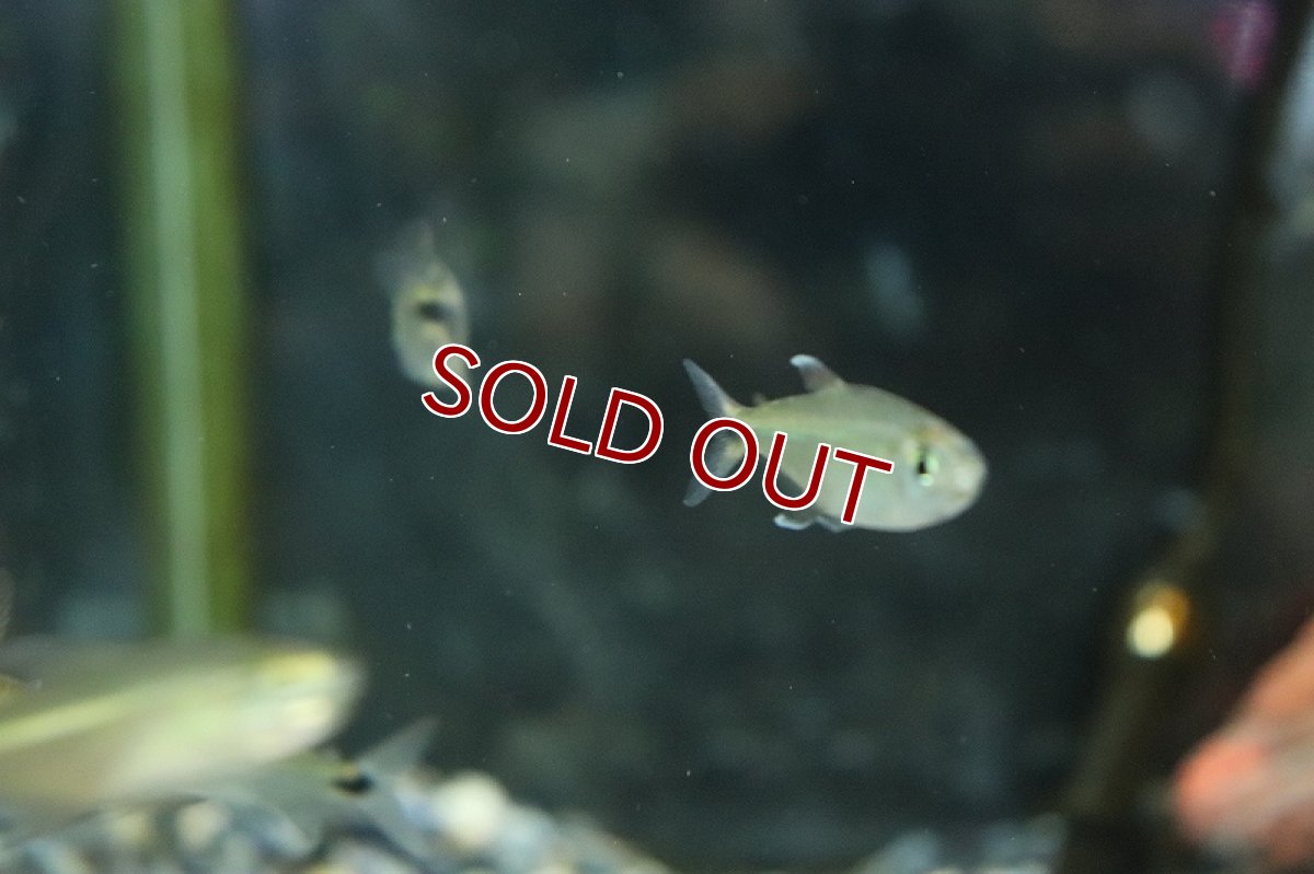 画像2: 【淡水魚】大特価 モンクホーシャ ロペシィ ジュルエナ産 ワイルド【1匹 サンプル画像】(珍カラ)(生体)(熱帯魚)NKCK (2)