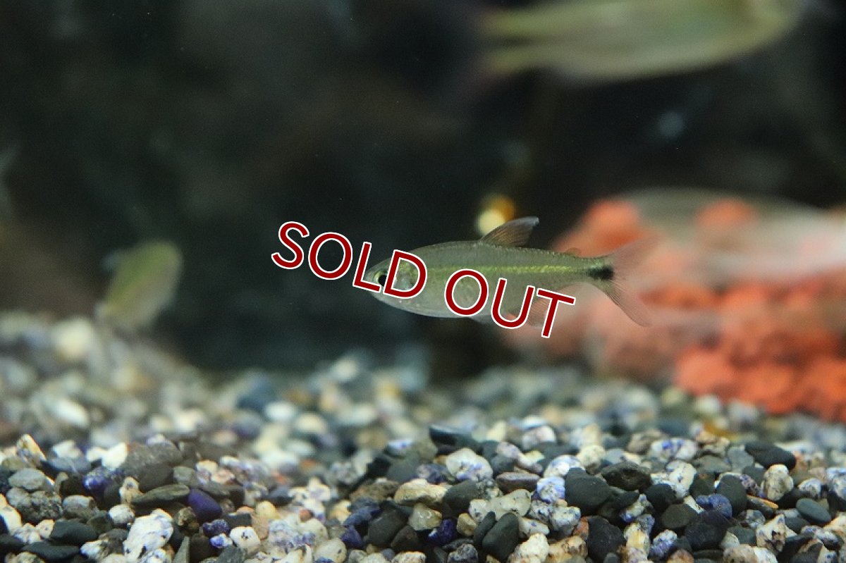 画像3: 【淡水魚】大特価 モンクホーシャ ロペシィ ジュルエナ産 ワイルド【1匹 サンプル画像】(珍カラ)(生体)(熱帯魚)NKCK (3)