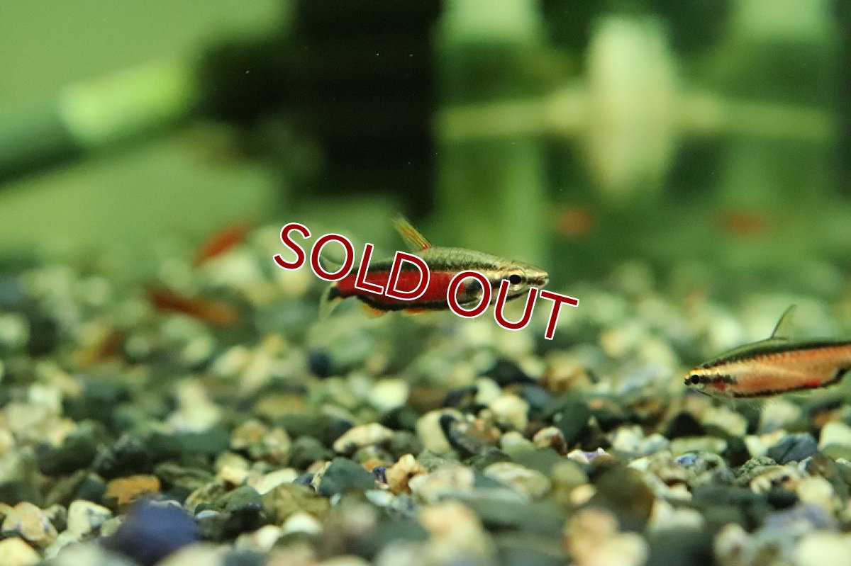 画像2: 【淡水魚】【通販】オス個体 クリムゾンブラックペンシル ワイルド【1匹 サンプル画像】(珍カラ)(生体)(熱帯魚)NKCK (2)