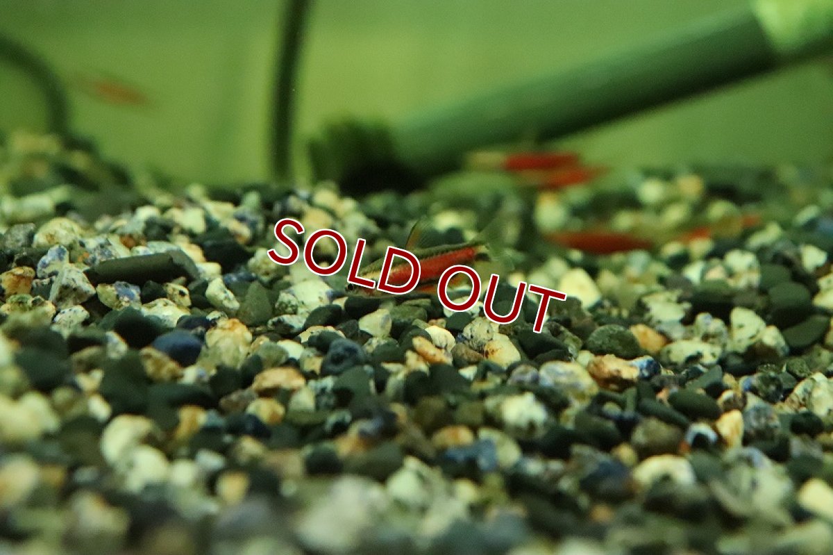 画像3: 【淡水魚】【通販】オス個体 クリムゾンブラックペンシル ワイルド【1匹 サンプル画像】(珍カラ)(生体)(熱帯魚)NKCK (3)