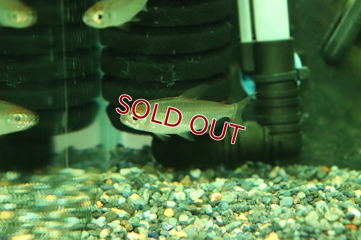 画像2: 【淡水魚】上物 レインボーコンゴテトラ コンゴ産 ワイルド【1匹 サンプル画像】(珍カラ)(生体)(熱帯魚)NKCK (2)