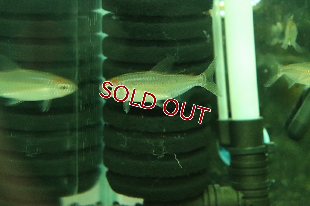 画像3: 【淡水魚】上物 レインボーコンゴテトラ コンゴ産 ワイルド【1匹 サンプル画像】(珍カラ)(生体)(熱帯魚)NKCK (3)