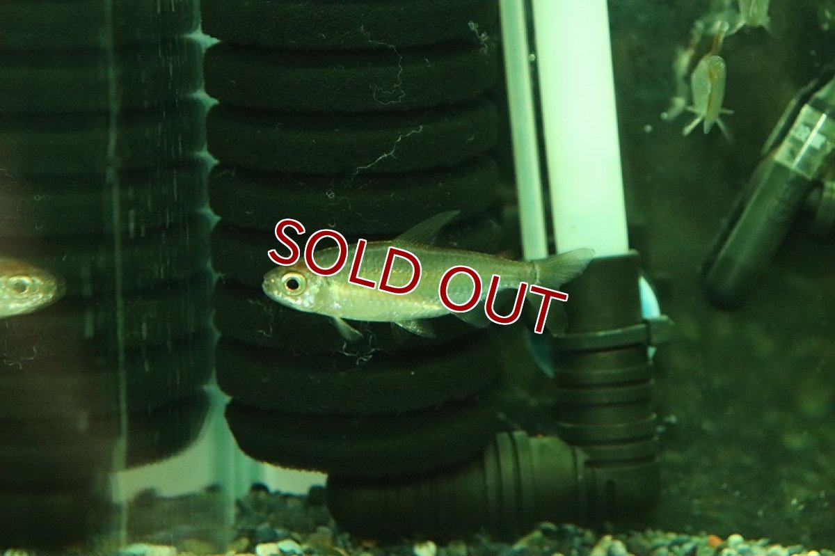 画像4: 【淡水魚】上物 レインボーコンゴテトラ コンゴ産 ワイルド【1匹 サンプル画像】(珍カラ)(生体)(熱帯魚)NKCK (4)