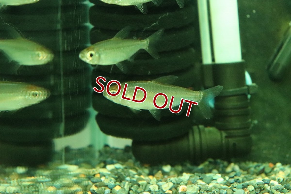 画像5: 【淡水魚】上物 レインボーコンゴテトラ コンゴ産 ワイルド【1匹 サンプル画像】(珍カラ)(生体)(熱帯魚)NKCK (5)