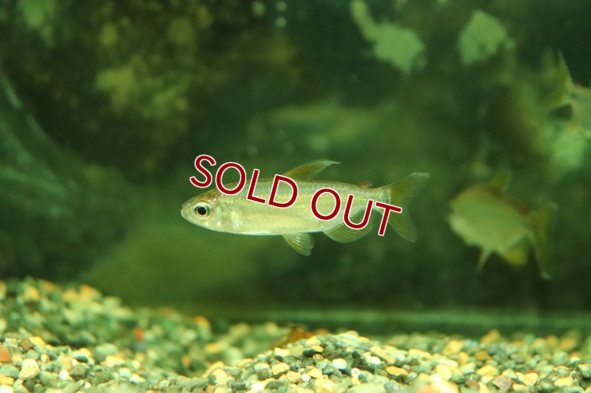 画像2: 【淡水魚】上物 スーパーレインボーコンゴテトラ コンゴ産 ワイルド【1匹 サンプル画像】(珍カラ)(生体)(熱帯魚)NKCK (2)