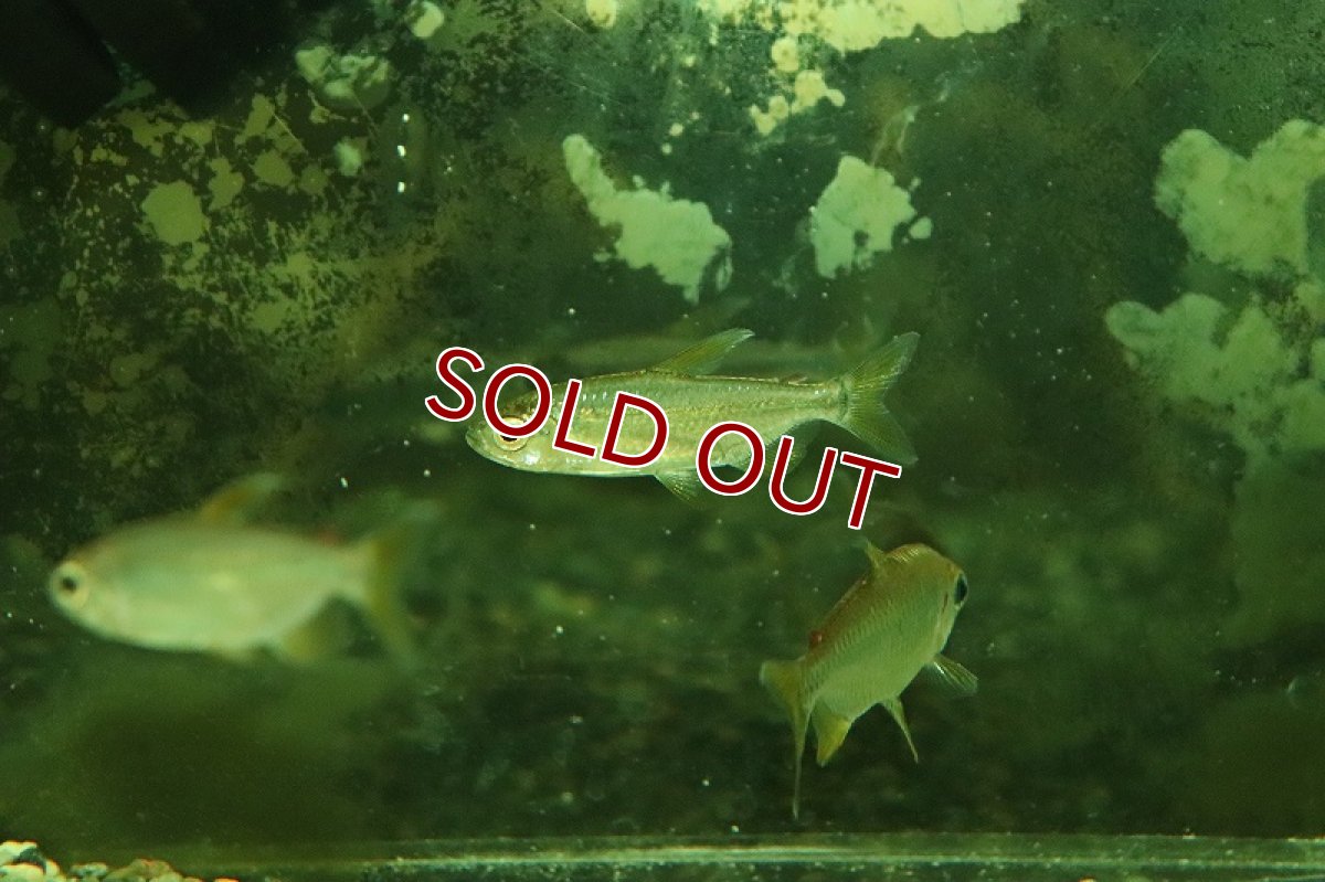 画像3: 【淡水魚】上物 スーパーレインボーコンゴテトラ コンゴ産 ワイルド【1匹 サンプル画像】(珍カラ)(生体)(熱帯魚)NKCK (3)