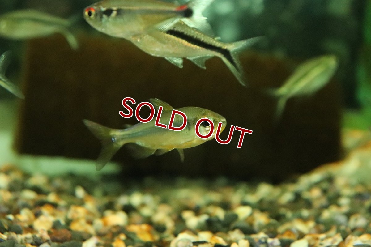 画像2: 【淡水魚】【通販】訳あり個体 スーパーレッドバイオレットチェリーコンゴテトラ コンゴ産 ワイルド【1匹 サンプル画像】(生体)(熱帯魚)NKCK (2)