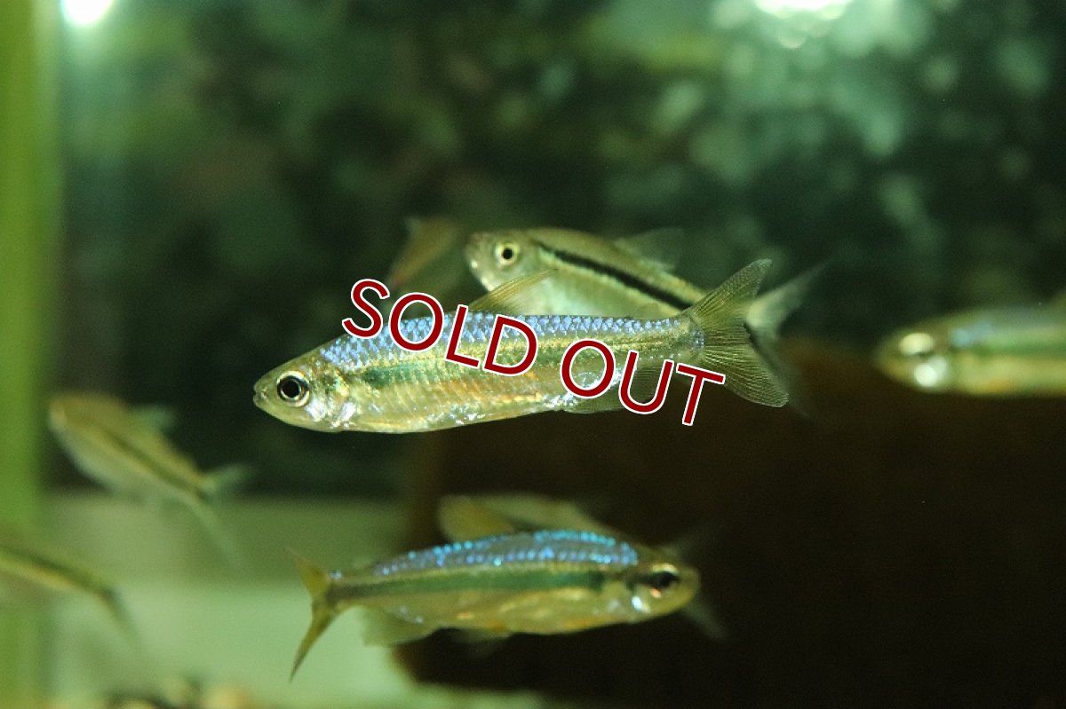 画像3: 【淡水魚】【通販】訳あり個体 スーパーレッドバイオレットチェリーコンゴテトラ コンゴ産 ワイルド【1匹 サンプル画像】(生体)(熱帯魚)NKCK (3)