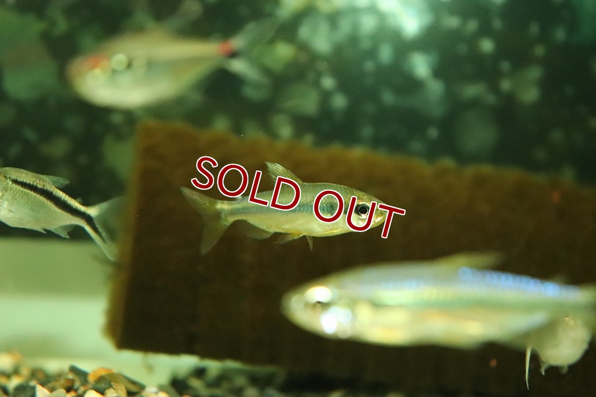 画像4: 【淡水魚】【通販】訳あり個体 スーパーレッドバイオレットチェリーコンゴテトラ コンゴ産 ワイルド【1匹 サンプル画像】(生体)(熱帯魚)NKCK (4)