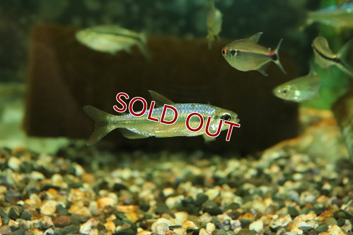 画像5: 【淡水魚】【通販】訳あり個体 スーパーレッドバイオレットチェリーコンゴテトラ コンゴ産 ワイルド【1匹 サンプル画像】(生体)(熱帯魚)NKCK (5)