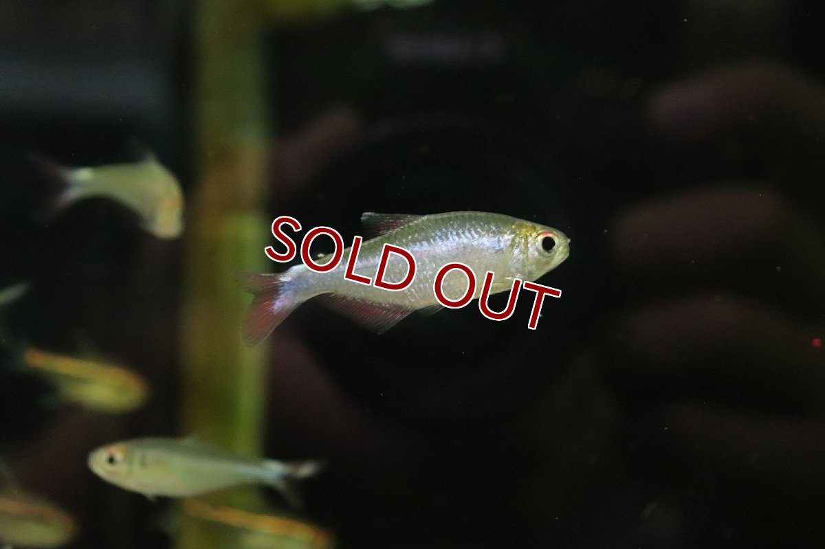 画像2: 【淡水魚】ブラックドフィンスカイブルーテトラ ペルー産 ワイルド【1匹 サンプル画像】(珍カラ)(生体)(熱帯魚)NKCK (2)