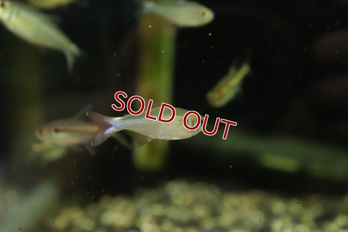 画像3: 【淡水魚】ブラックドフィンスカイブルーテトラ ペルー産 ワイルド【1匹 サンプル画像】(珍カラ)(生体)(熱帯魚)NKCK (3)