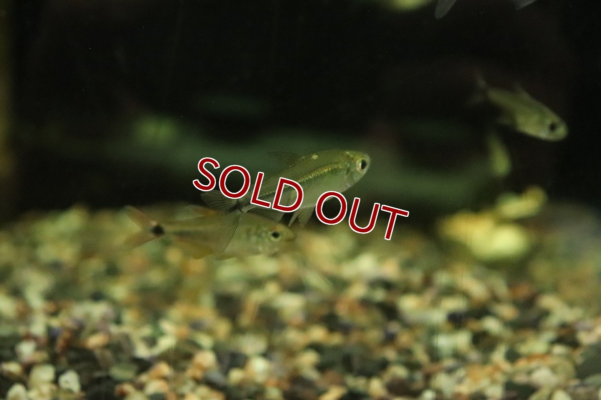 画像2: 【淡水魚】訳あり激安 激レア イエローコンゴテトラsp BANDUNDU ワイルド【1匹 サンプル画像】(珍カラ)(生体)(熱帯魚)NKCK (2)