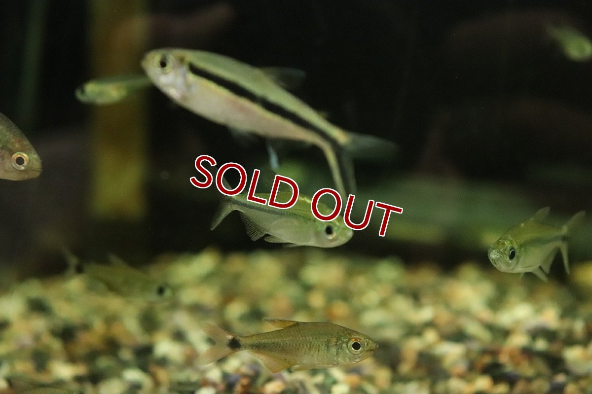 画像3: 【淡水魚】訳あり激安 激レア イエローコンゴテトラsp BANDUNDU ワイルド【1匹 サンプル画像】(珍カラ)(生体)(熱帯魚)NKCK (3)