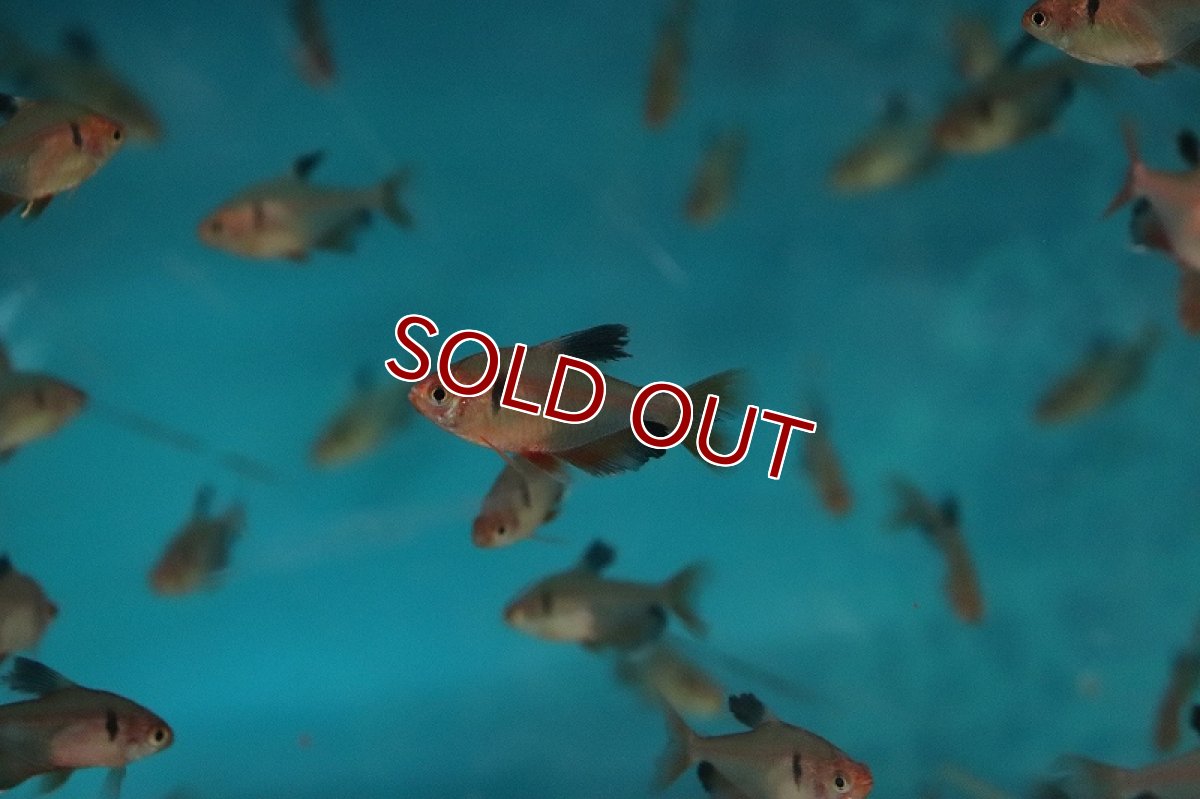 画像2: 【淡水魚】ロングフィンジュエルテトラ【1匹 サンプル画像】(珍カラ)(生体)(熱帯魚)NKCK (2)