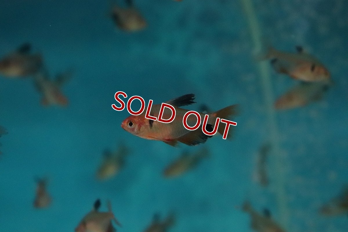 画像3: 【淡水魚】ロングフィンジュエルテトラ【1匹 サンプル画像】(珍カラ)(生体)(熱帯魚)NKCK (3)