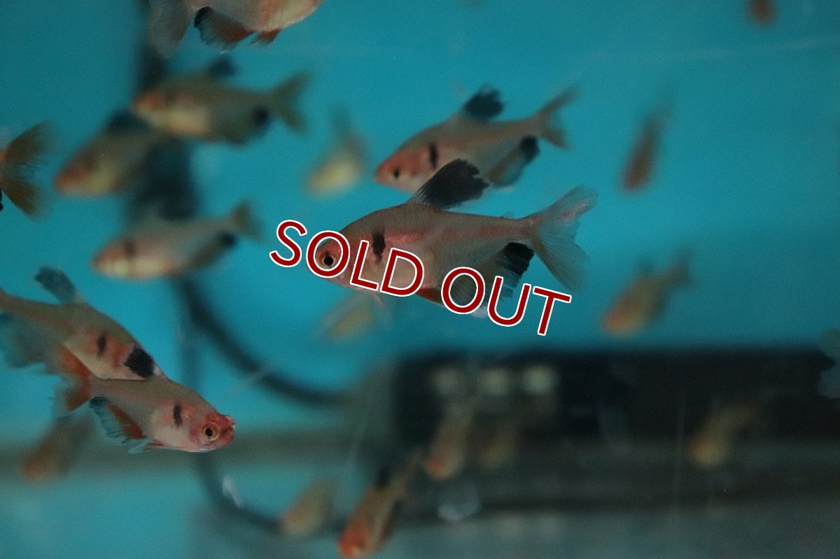 画像4: 【淡水魚】ロングフィンジュエルテトラ【1匹 サンプル画像】(珍カラ)(生体)(熱帯魚)NKCK (4)