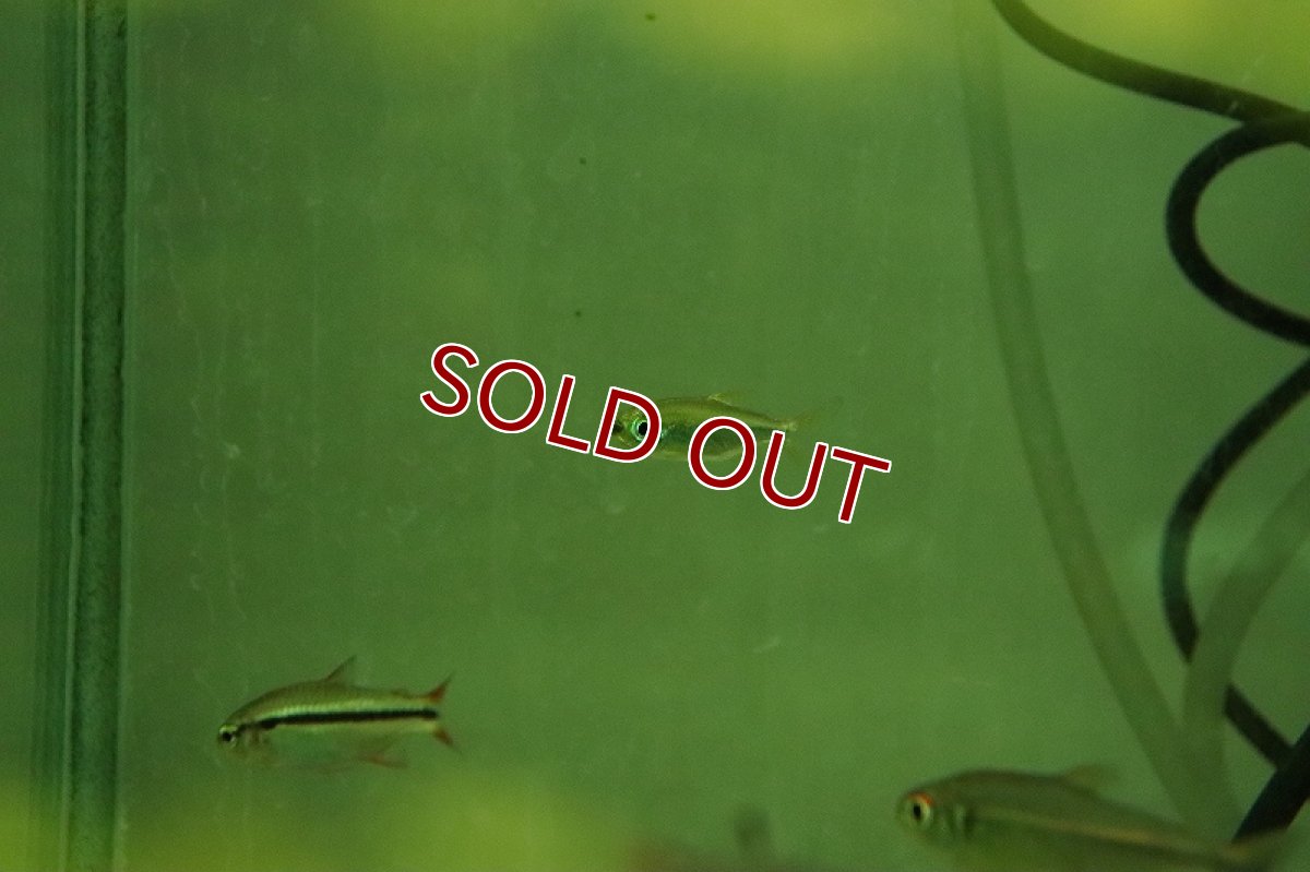 画像2: 【淡水魚】レア種 特価 ゴールデンコンゴテトラ BANDUNDＵ産 ワイルド【1匹 サンプル画像】(珍カラ)(生体)(熱帯魚)NKCK (2)