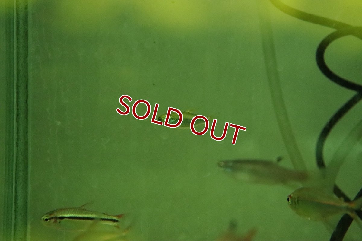 画像3: 【淡水魚】レア種 特価 ゴールデンコンゴテトラ BANDUNDＵ産 ワイルド【1匹 サンプル画像】(珍カラ)(生体)(熱帯魚)NKCK (3)