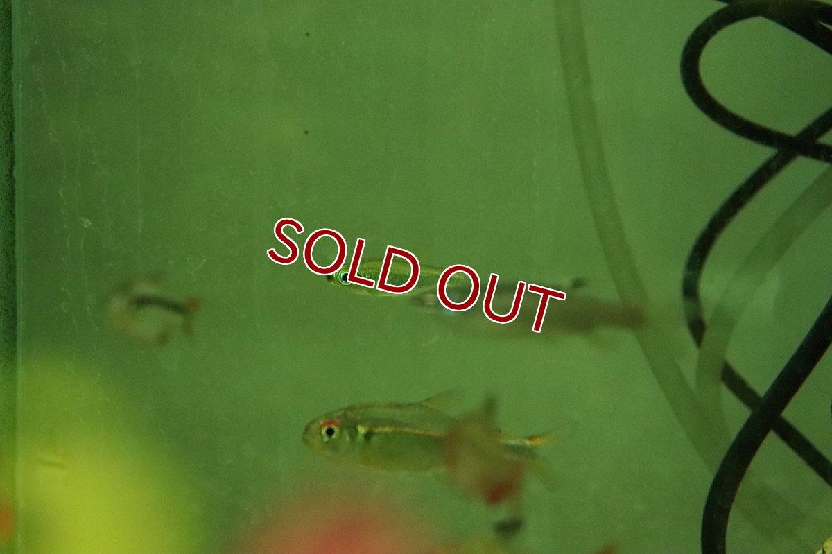 画像4: 【淡水魚】レア種 特価 ゴールデンコンゴテトラ BANDUNDＵ産 ワイルド【1匹 サンプル画像】(珍カラ)(生体)(熱帯魚)NKCK (4)