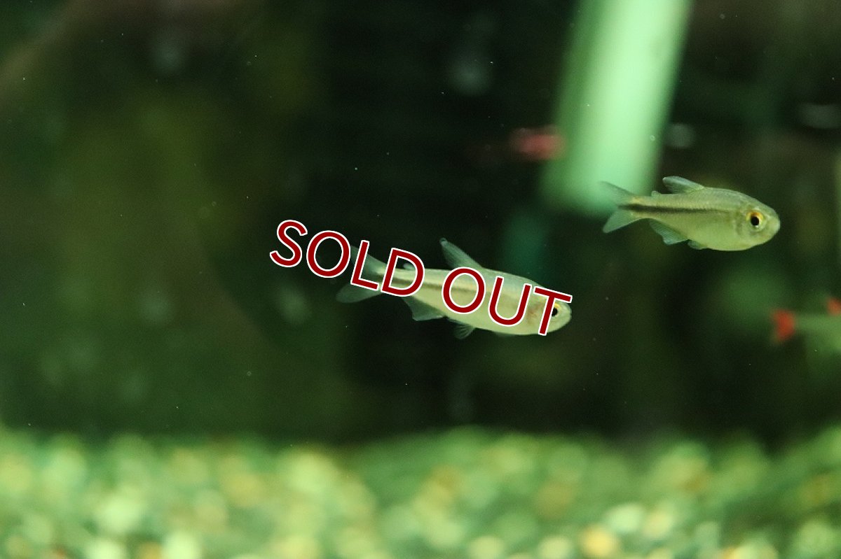 画像2: 【淡水魚】特価 ハイフェソブリコンsp ミルメックス ブルー ワイルド【1匹 サンプル画像】(珍カラ)(生体)(熱帯魚)NKCK (2)