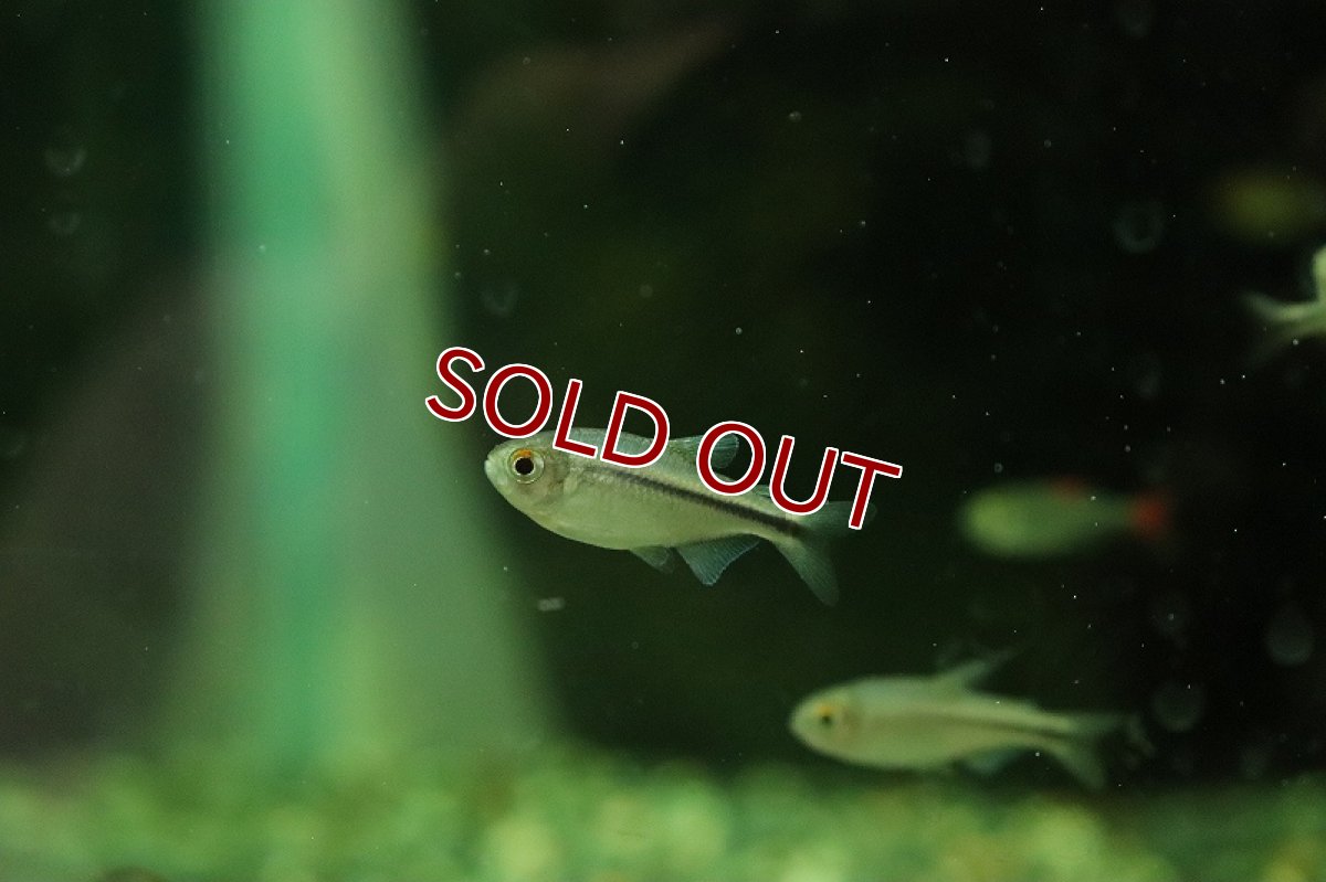 画像3: 【淡水魚】特価 ハイフェソブリコンsp ミルメックス ブルー ワイルド【1匹 サンプル画像】(珍カラ)(生体)(熱帯魚)NKCK (3)