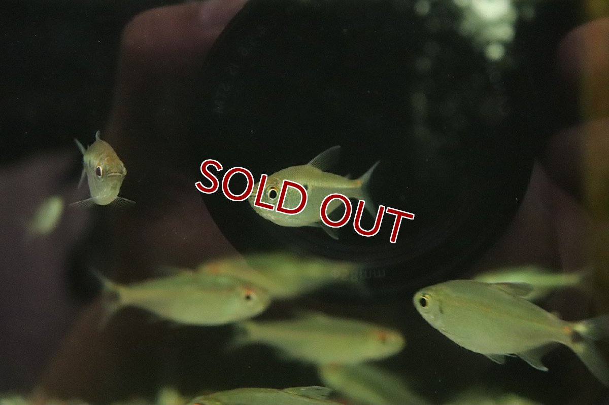 画像2: 【淡水魚】ジュピアバ ポリレピス テレスピレス産 ワイルド【1匹 サンプル画像】(珍カラ)(生体)(熱帯魚)NKCK (2)