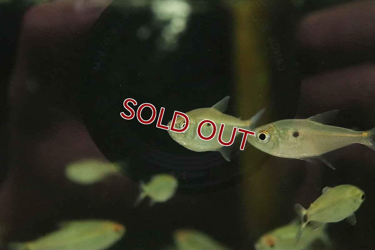 画像3: 【淡水魚】ジュピアバ ポリレピス テレスピレス産 ワイルド【1匹 サンプル画像】(珍カラ)(生体)(熱帯魚)NKCK (3)
