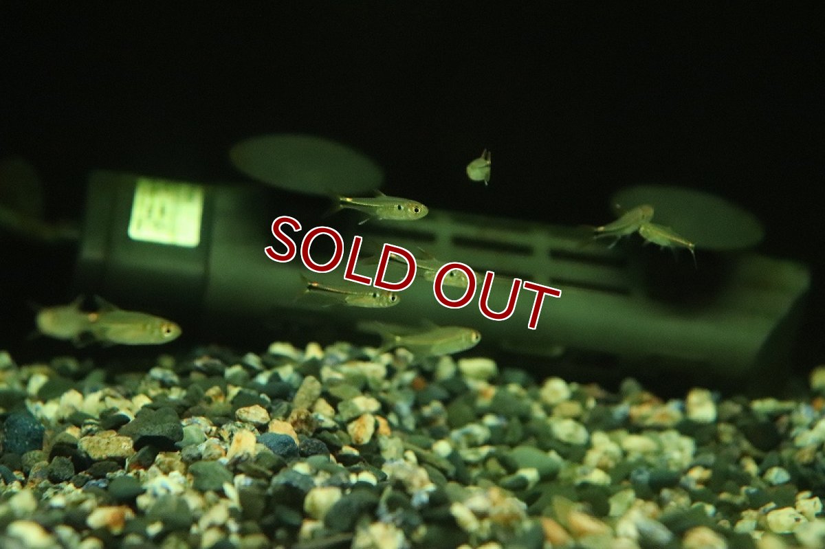 画像2: 【淡水魚】レッドフィン ビックリマークテトラ イガラッペ アベーリャ産 ワイルド【1匹 サンプル画像】(珍カラ)(生体)(熱帯魚)NKCK (2)