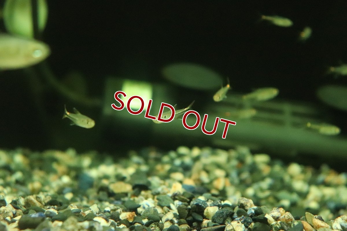 画像3: 【淡水魚】レッドフィン ビックリマークテトラ イガラッペ アベーリャ産 ワイルド【1匹 サンプル画像】(珍カラ)(生体)(熱帯魚)NKCK (3)