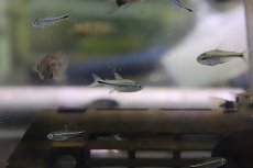画像1: 【淡水魚】ヘミグラムス アームストロンギィ ワイルド【1匹 サンプル画像】(珍カラ)(生体)(熱帯魚)NKCK (1)