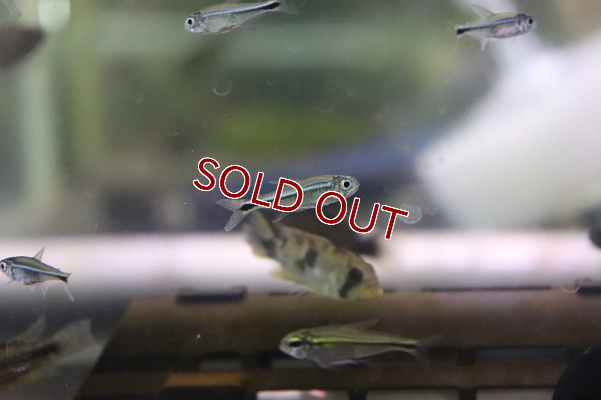 画像2: 【淡水魚】ヘミグラムス アームストロンギィ ワイルド【1匹 サンプル画像】(珍カラ)(生体)(熱帯魚)NKCK (2)