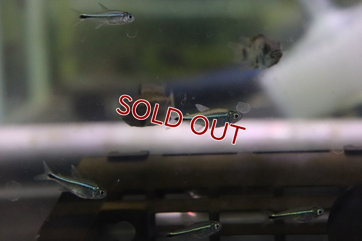 画像3: 【淡水魚】ヘミグラムス アームストロンギィ ワイルド【1匹 サンプル画像】(珍カラ)(生体)(熱帯魚)NKCK (3)