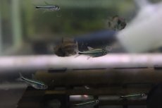 画像3: 【淡水魚】ヘミグラムス アームストロンギィ ワイルド【1匹 サンプル画像】(珍カラ)(生体)(熱帯魚)NKCK (3)