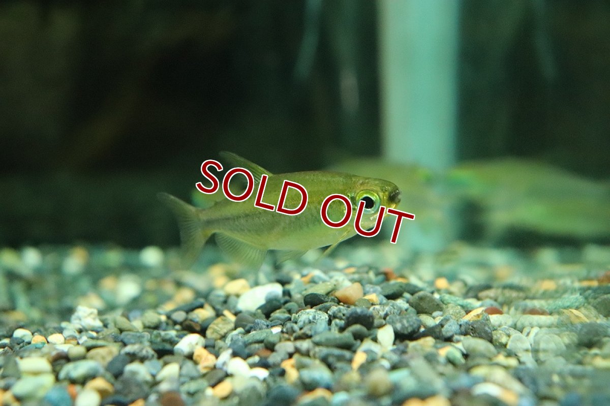 画像2: 【淡水魚】激安 訳アリ ファンタスティックグリーンレインボーコンゴテトラ KWILUリバー産ワイルド【１匹サンプル画像】(生体)(熱帯魚)NKCK (2)