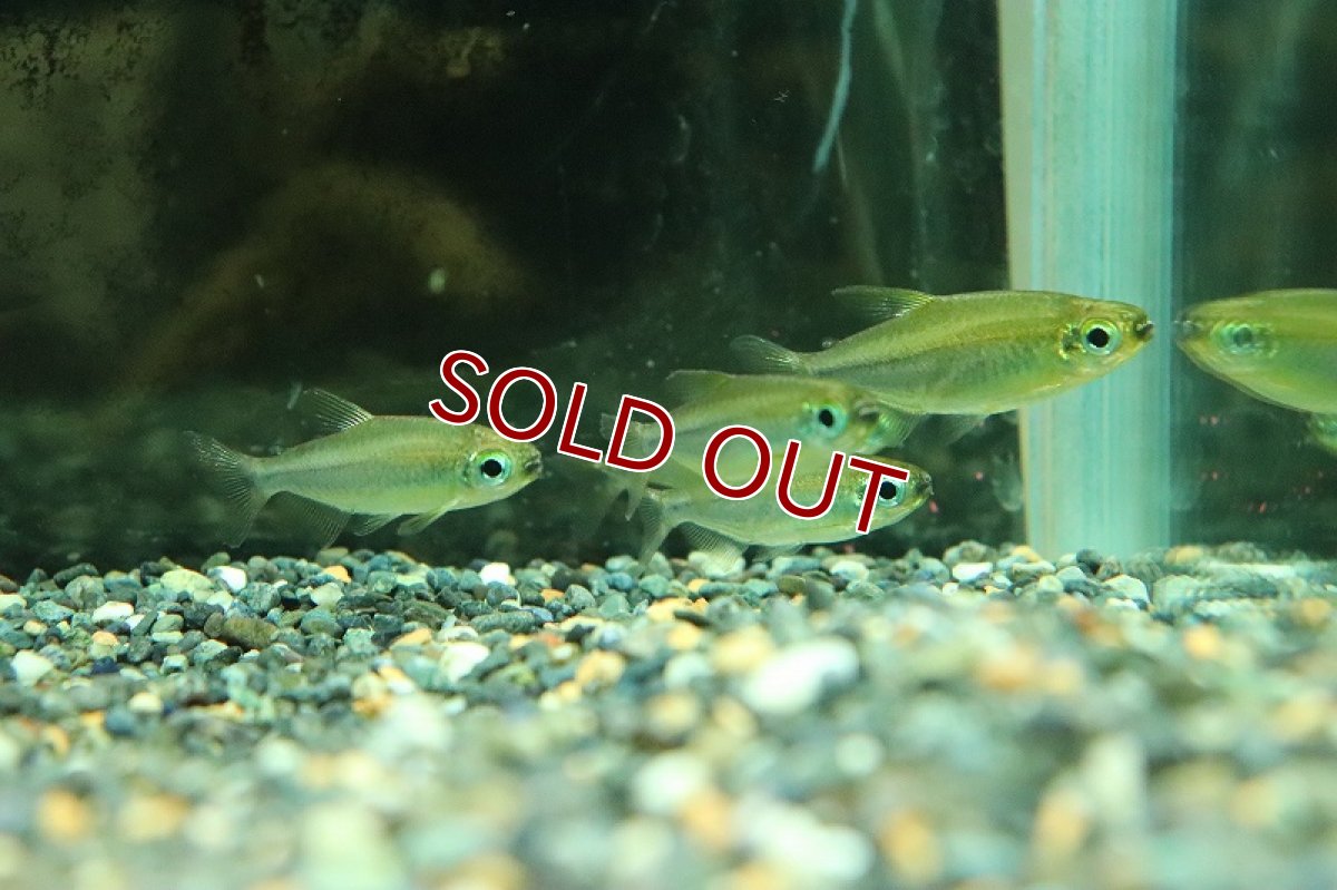 画像3: 【淡水魚】激安 訳アリ ファンタスティックグリーンレインボーコンゴテトラ KWILUリバー産ワイルド【１匹サンプル画像】(生体)(熱帯魚)NKCK (3)
