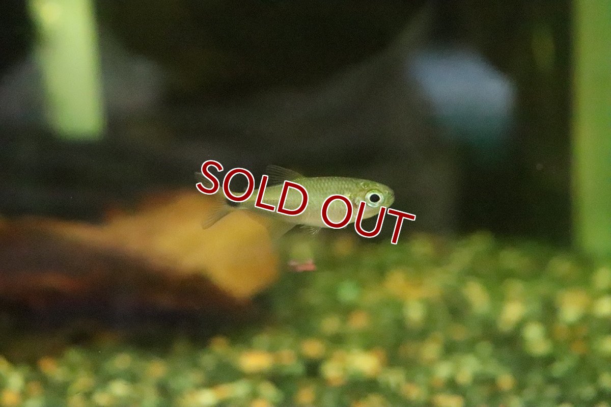 画像2: 【淡水魚】レインボーテトラの混じり sp コロンビア タイプI ワイルド【1匹 サンプル画像】(珍カラ)(生体)(熱帯魚)NKCK (2)