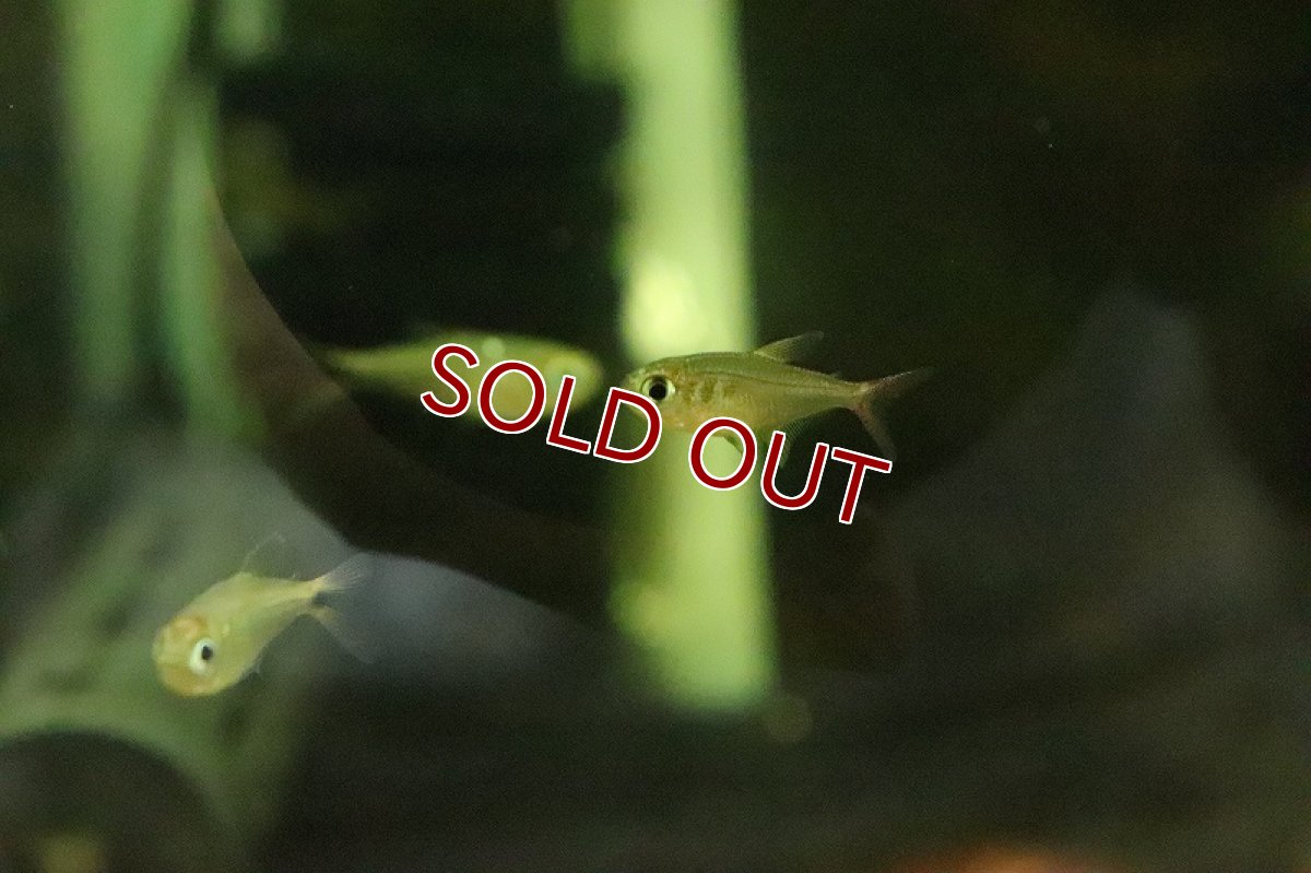 画像2: 【淡水魚】レインボーテトラの混じり sp コロンビア タイプII ワイルド【1匹 サンプル画像】(珍カラ)(生体)(熱帯魚)NKCK (2)