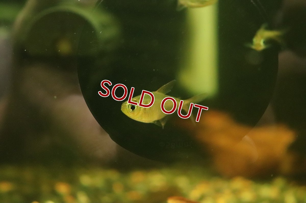 画像2: 【淡水魚】レインボーテトラの混じり sp コロンビア タイプII ワイルド【1匹 サンプル画像】(珍カラ)(生体)(熱帯魚)NKCK (2)