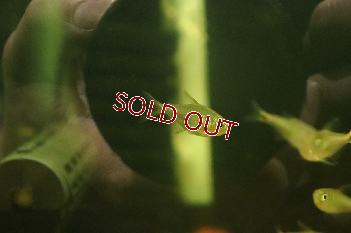 画像3: 【淡水魚】レインボーテトラの混じり sp コロンビア タイプII ワイルド【1匹 サンプル画像】(珍カラ)(生体)(熱帯魚)NKCK (3)