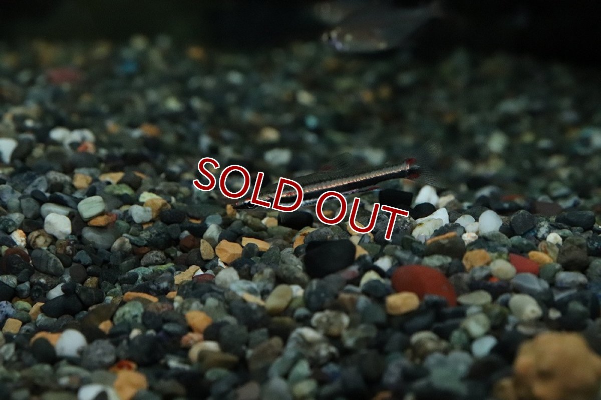 画像2: 【淡水魚】激レア産地 トリファシアータスペンシル リオタパジョス産 ワイルド【1匹 サンプル画像】(珍カラ)(生体)(熱帯魚)NKCK (2)