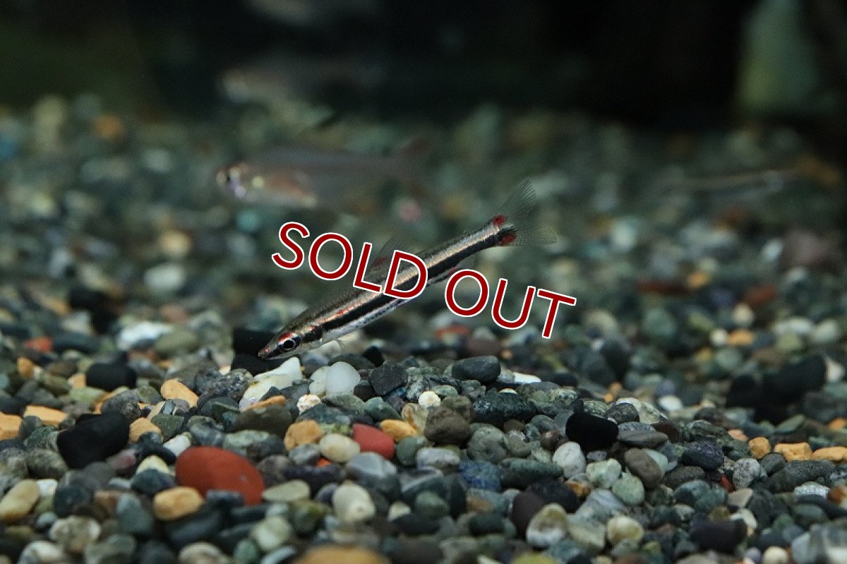 画像3: 【淡水魚】激レア産地 トリファシアータスペンシル リオタパジョス産 ワイルド【1匹 サンプル画像】(珍カラ)(生体)(熱帯魚)NKCK (3)