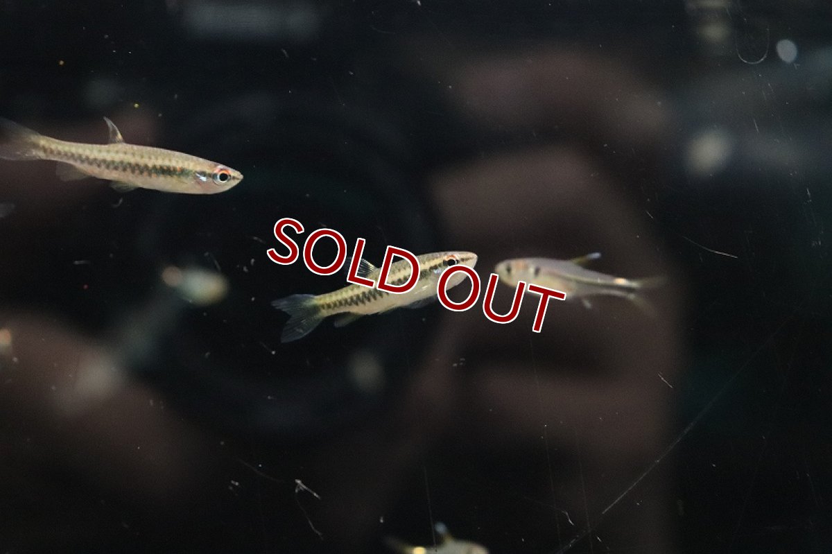 画像2: 【淡水魚】レア種 コペラsp ジグザグ リオタパジョス産 ワイルド【1匹 サンプル画像】(珍カラ)(生体)(熱帯魚)NKCK (2)