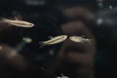 画像2: 【淡水魚】【通販】レア種 コペラsp ジグザグ リオタパジョス産 ワイルド【1匹 サンプル画像】(珍カラ)(生体)(熱帯魚)NKCK (2)