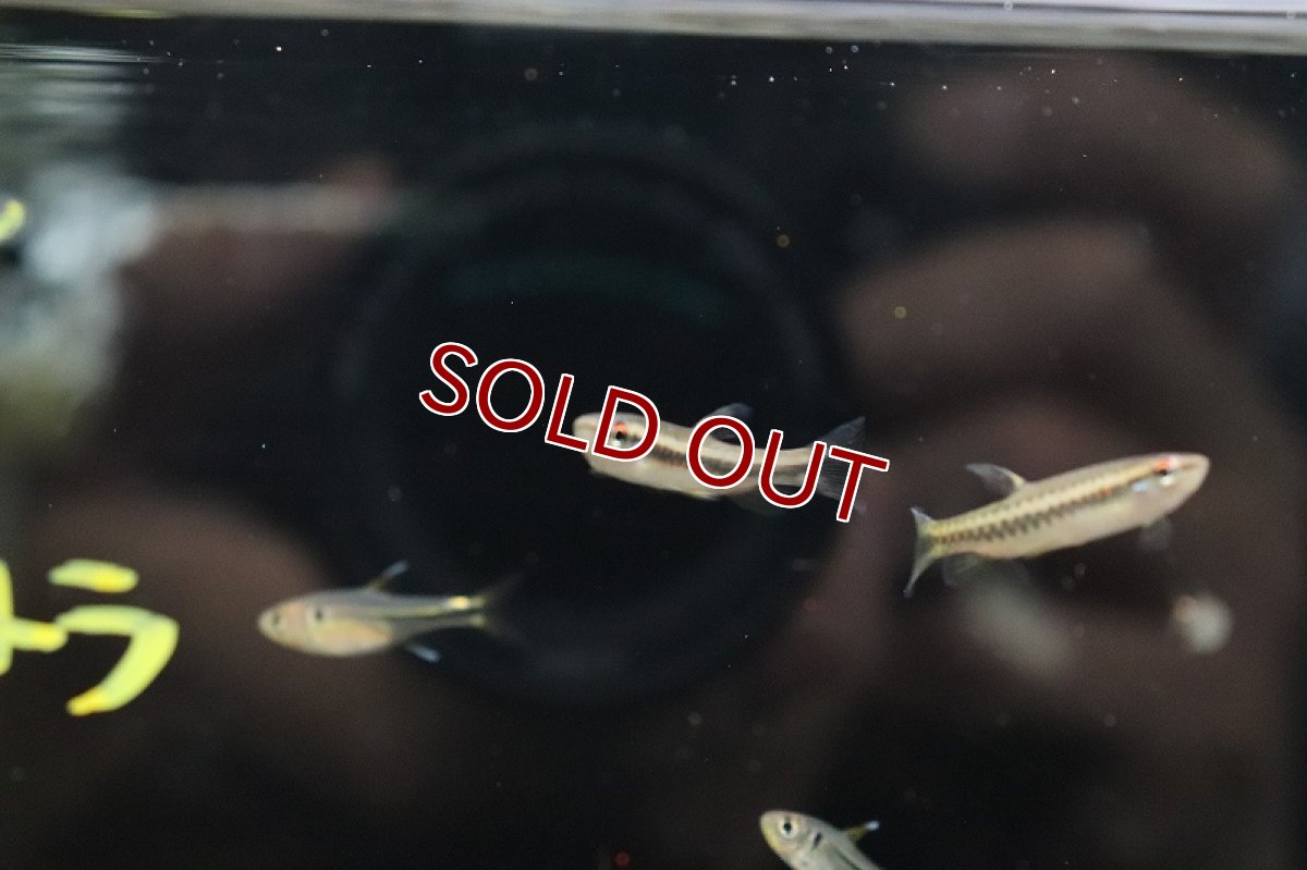 画像3: 【淡水魚】レア種 コペラsp ジグザグ リオタパジョス産 ワイルド【1匹 サンプル画像】(珍カラ)(生体)(熱帯魚)NKCK (3)